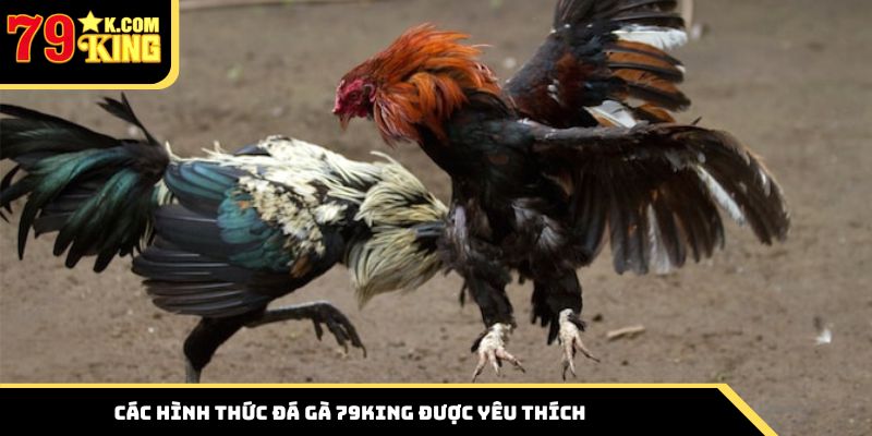 Tổng hợp các hình thức đá gà 79king được yêu thích