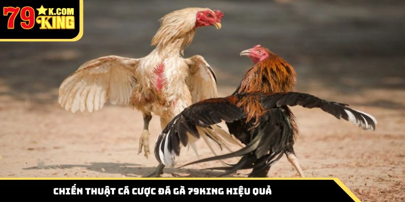 Bỏ túi chiến thuật cá cược đá gà 79king hiệu quả