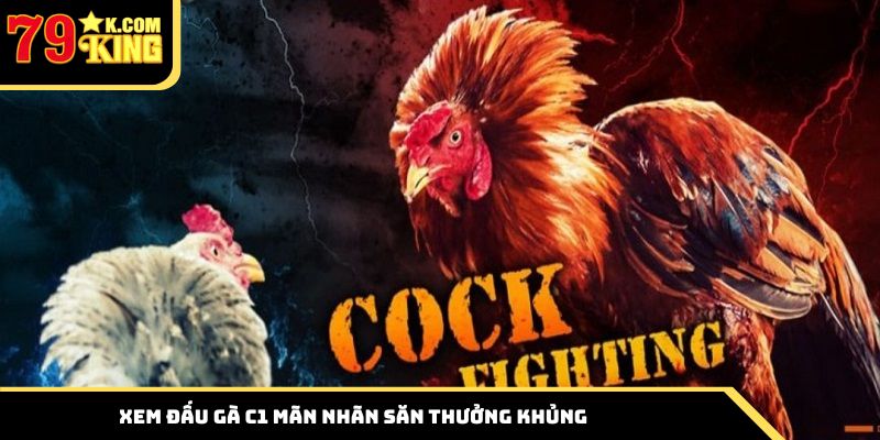 Xem đấu gà C1 mãn nhãn săn thưởng khủng