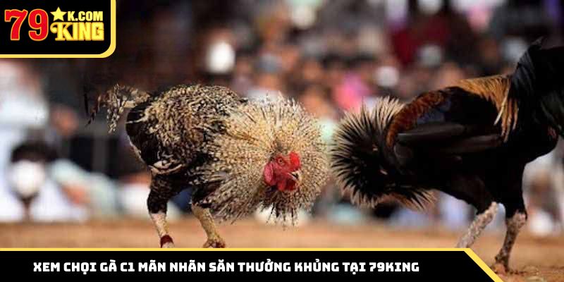 Xem chọi gà C1 mãn nhãn săn thưởng khủng tại 79King