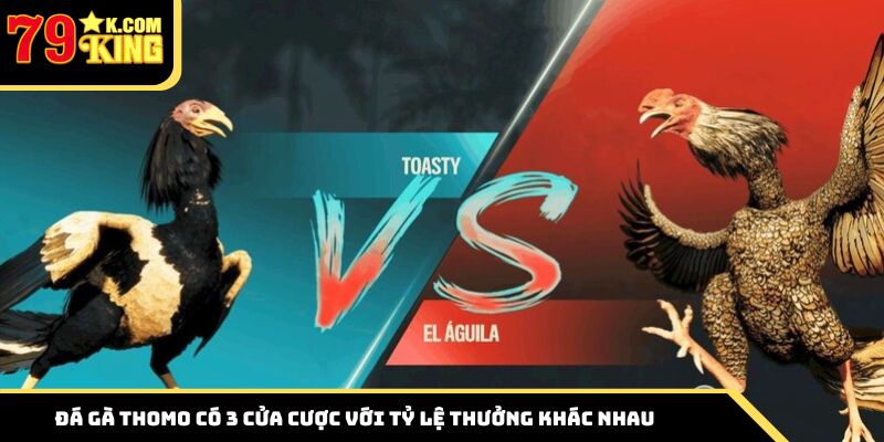 Đá gà Thomo có 3 cửa cược với tỷ lệ thưởng khác nhau