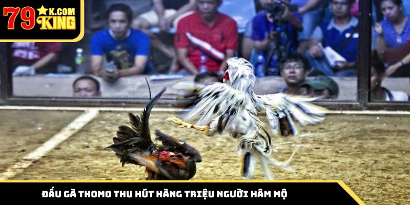 Đấu gà Thomo thu hút hàng triệu người hâm mộ