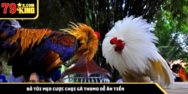 Bỏ túi mẹo cược chọi gà Thomo dễ ăn tiền
