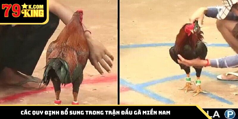 Các quy định bổ sung trong trận đấu gà miền Nam