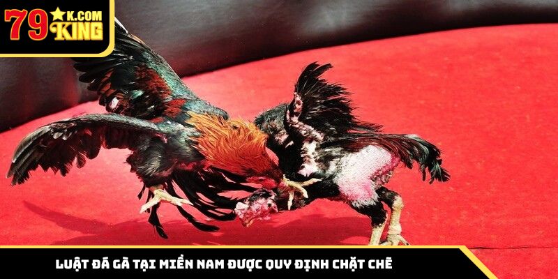 Luật đá gà tại miền Nam được quy định chặt chẽ