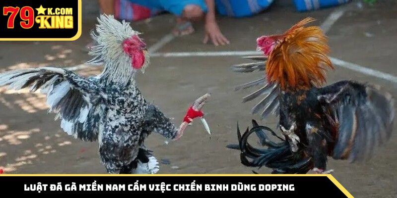Luật đá gà miền Nam cấm việc chiến binh dùng doping