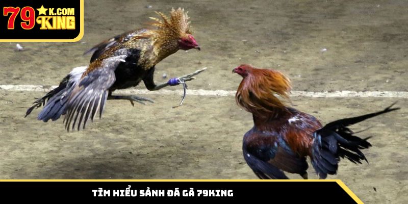 Tìm hiểu sảnh đá gà 79king đỉnh cao cho thành viên
