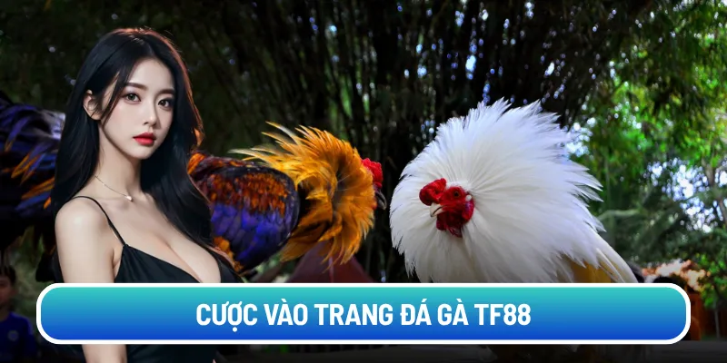 Cược vào trang đá gà TF88
