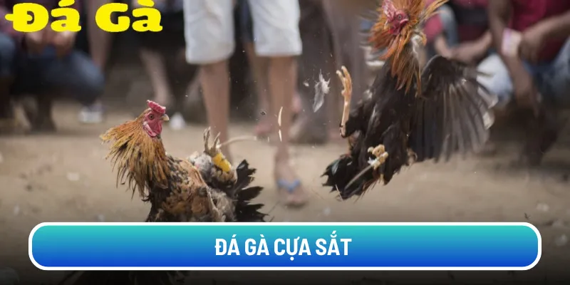 da-ga-cua-sat (2)