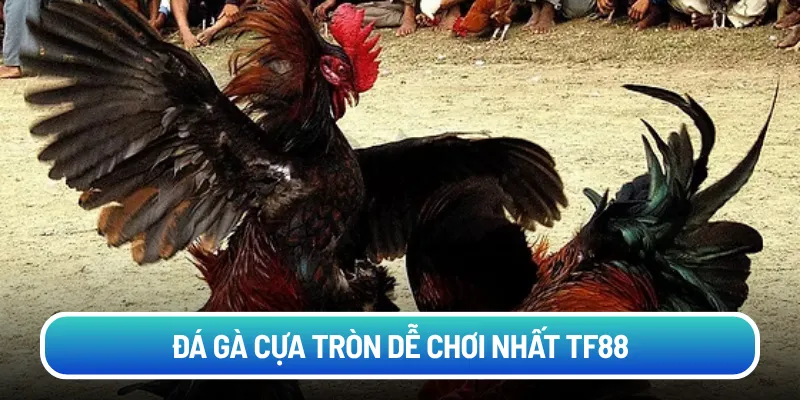 Đá gà cựa tròn dễ chơi nhất TF88