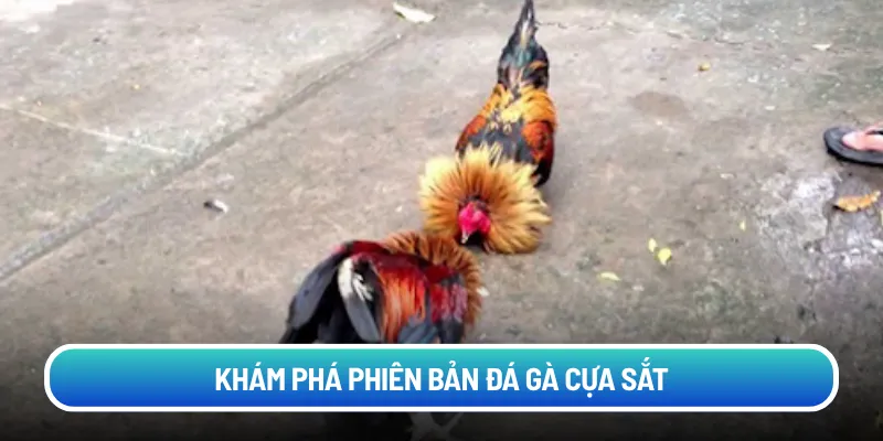 Khám phá phiên bản đá gà cựa sắt