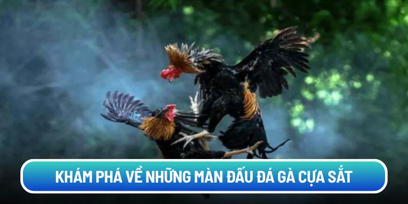 Khám phá về những màn đấu đá gà cựa sắt