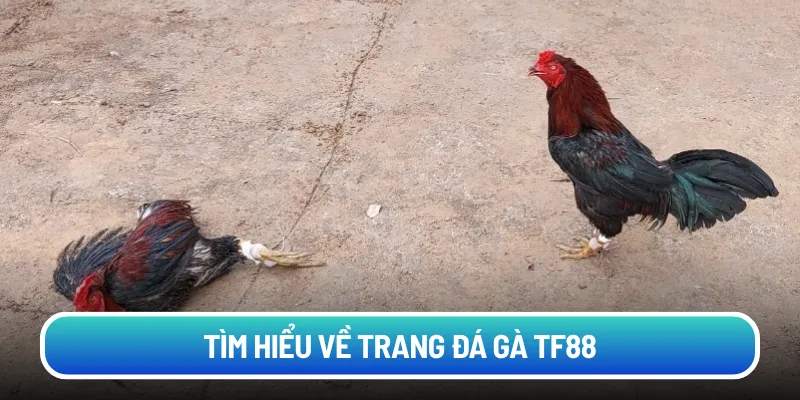 Tìm hiểu về trang đá gà TF88