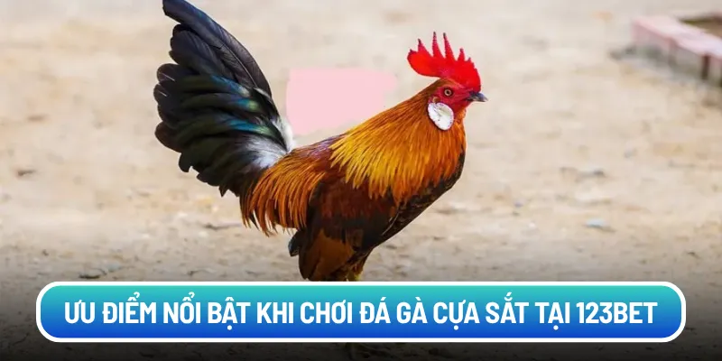 Ưu điểm nổi bật khi chơi đá gà cựa sắt tại 123bet